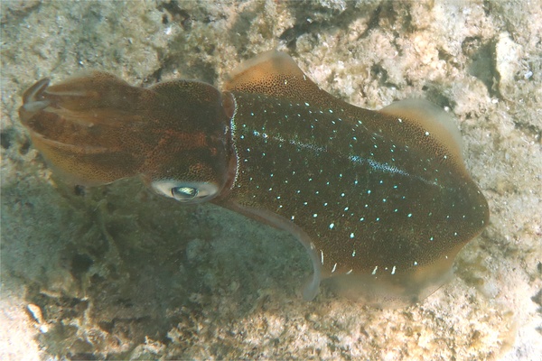 Squid - Caribbean Reef Squid Squid - Caribbean Reef Squid