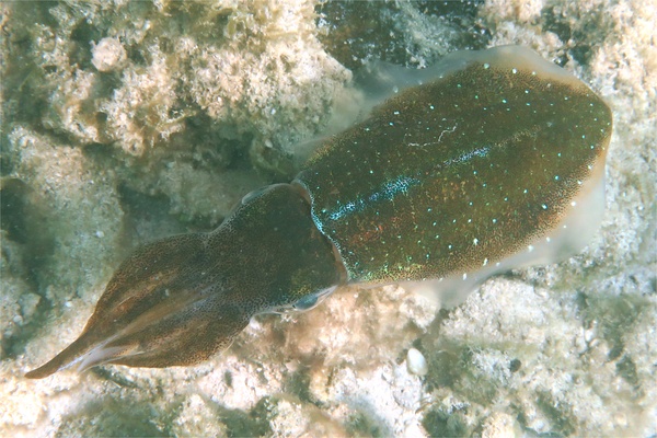 Squid - Caribbean Reef Squid Squid - Caribbean Reef Squid