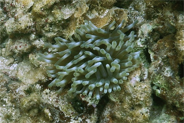 Anemones - Giant Sea Anemone