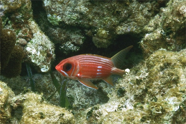 Squirrelfish - Longspine Squirrelfish