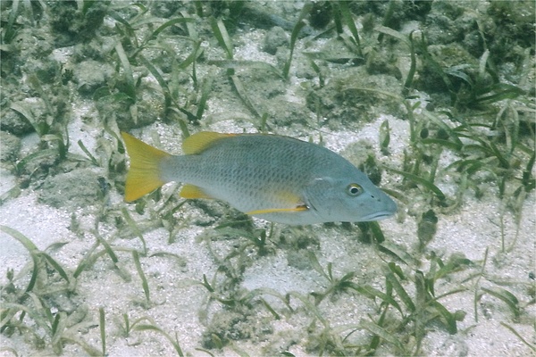 Snappers - Schoolmaster Snappers - Schoolmaster