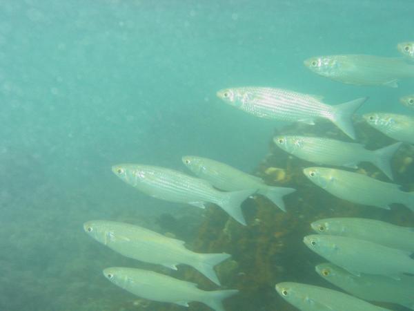 Mullets - White Mullet