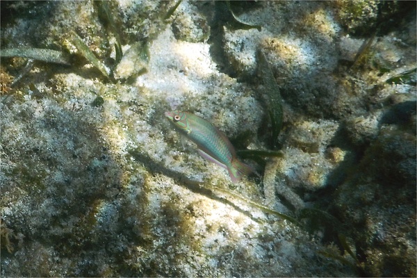 Wrasse - Slippery Dick