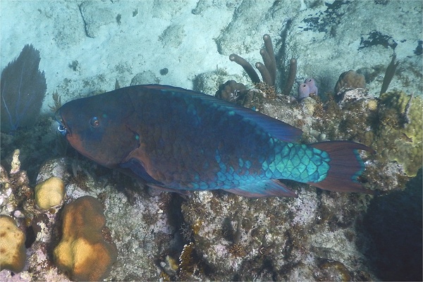 Parrotfish - Rainbow Parrotfish Parrotfish - Rainbow Parrotfish
