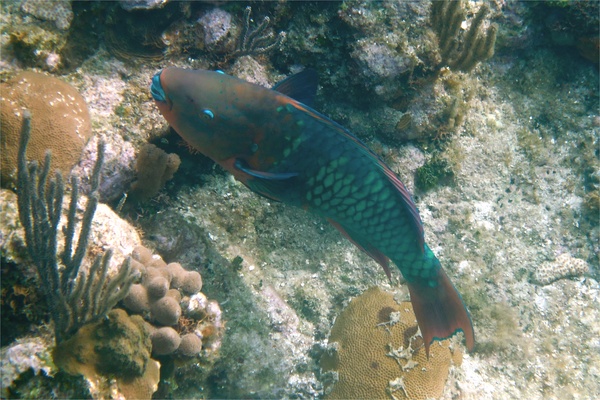 Parrotfish - Rainbow Parrotfish Parrotfish - Rainbow Parrotfish