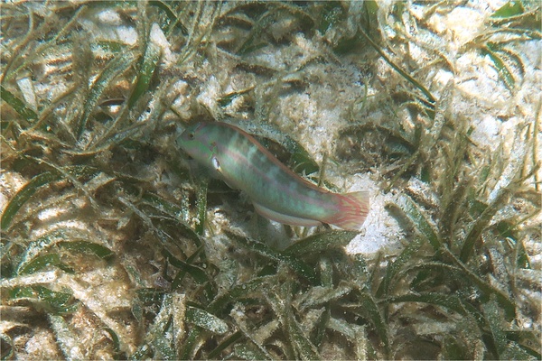 Wrasse - Slippery Dick