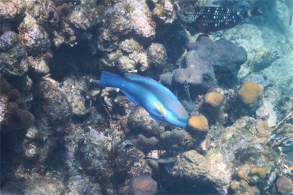 Parrotfish - Princess Parrotfish Parrotfish - Princess Parrotfish