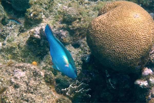 Parrotfish - Princess Parrotfish Parrotfish - Princess Parrotfish