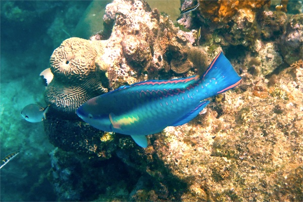 Parrotfish - Princess Parrotfish Parrotfish - Princess Parrotfish