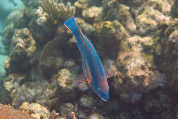 Parrotfish - Princess Parrotfish Parrotfish - Princess Parrotfish