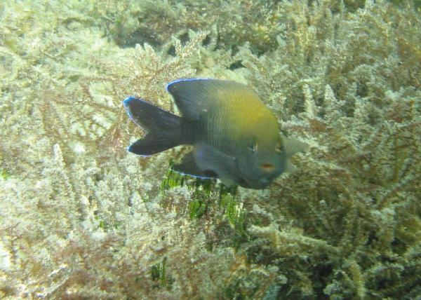 Damselfish - Dusky Damselfish