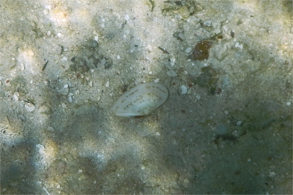 Bivalve Mollusc - Speckled Tellin