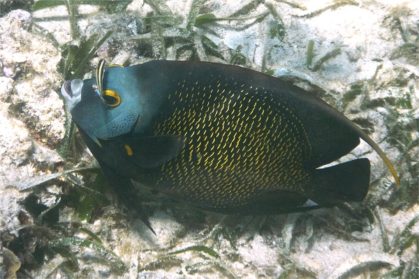 Angelfish - French Angelfish