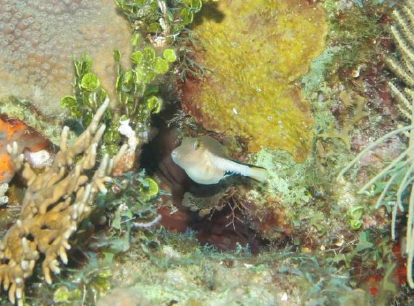 Pufferfish - Sharpnose Puffer