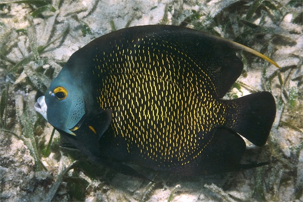 Angelfish - French Angelfish