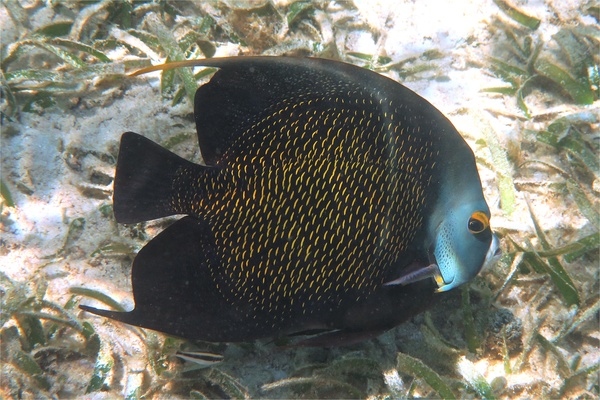 Angelfish - French Angelfish