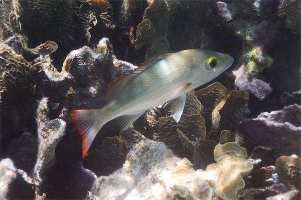 Snappers - Mahogany Snapper Snappers - Mahogany Snapper