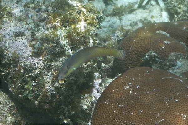 Wrasse - Yellowhead Wrasse