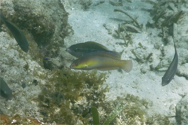 Wrasse - Yellowhead Wrasse