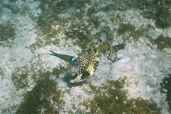 Trunkfish - Smooth Trunkfish