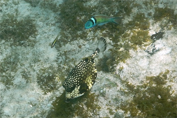 Trunkfish - Smooth Trunkfish