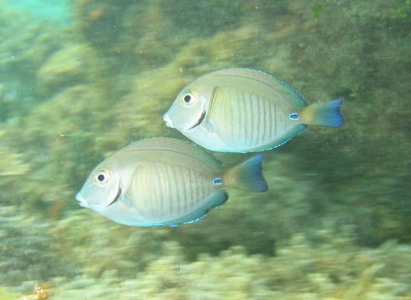 Surgeonfish - Doctorfish