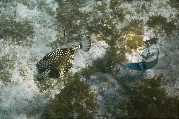 Trunkfish - Smooth Trunkfish