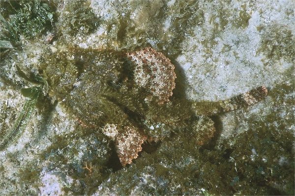 Scorpionfish - Spotted Scorpionfish