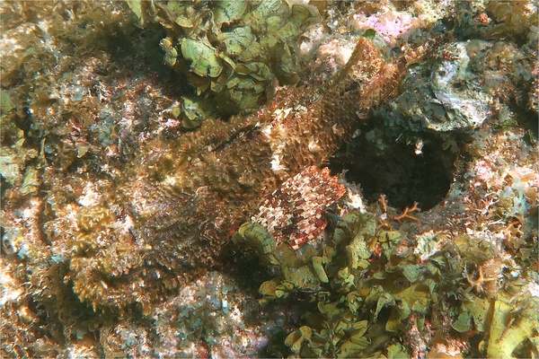 Scorpionfish - Spotted Scorpionfish