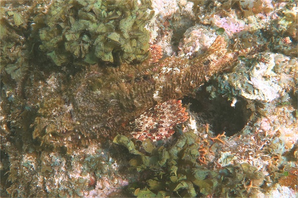 Scorpionfish - Spotted Scorpionfish