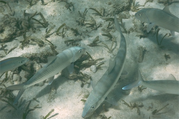 Bonefishes - Bonefish