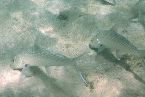 Bonefishes - Bonefish