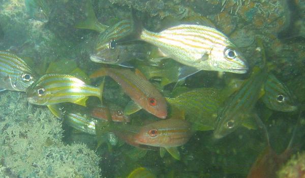 Goatfish - Yellow Goatfish