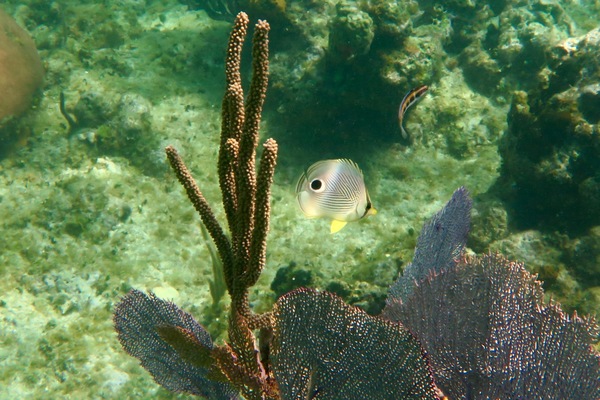 Butterflyfish - Foureye Butterflyfish Butterflyfish - Foureye Butterflyfish