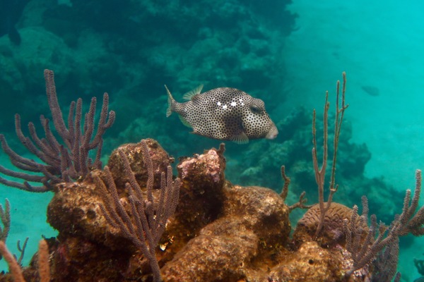 Trunkfish - Spotted Trunkfish Trunkfish - Spotted Trunkfish