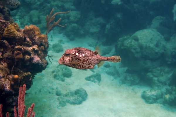 Trunkfish - Spotted Trunkfish Trunkfish - Spotted Trunkfish
