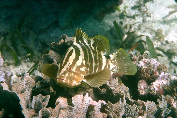 Groupers - Nassau Grouper Groupers - Nassau Grouper