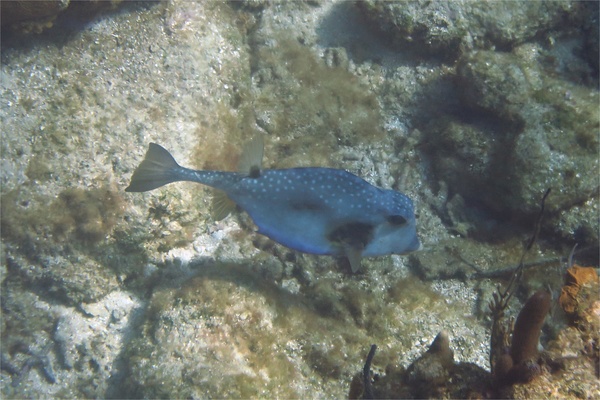 Trunkfish - Buffalo Trunkfish