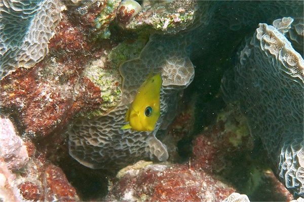 Surgeonfish - Blue Tang