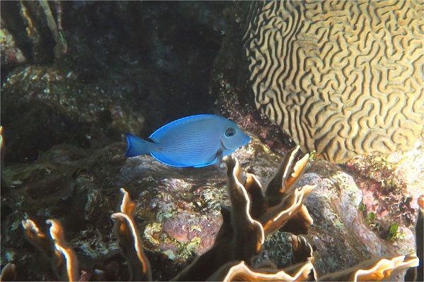 Surgeonfish - Blue Tang