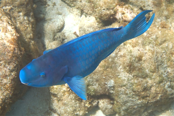 Parrotfish - Blue Parrotfish Parrotfish - Blue Parrotfish