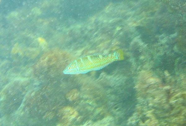 Wrasse - Puddingwife