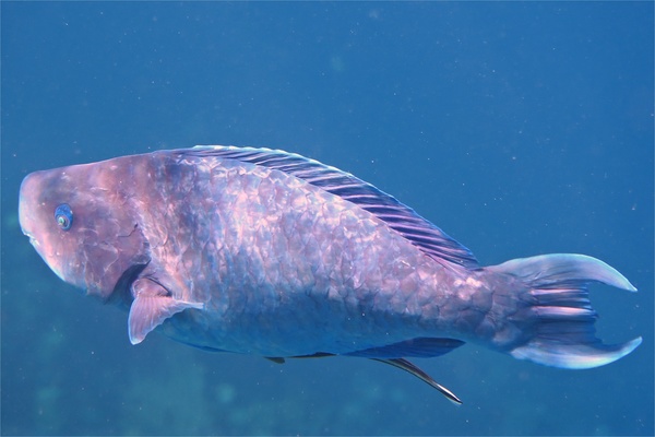 Parrotfish - Blue Parrotfish Parrotfish - Blue Parrotfish