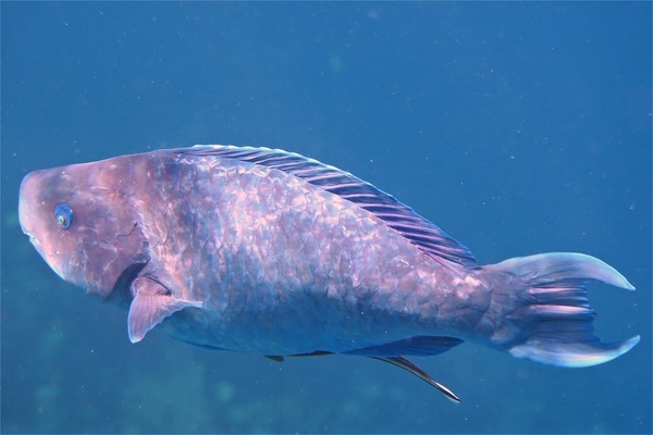 Parrotfish - Blue Parrotfish