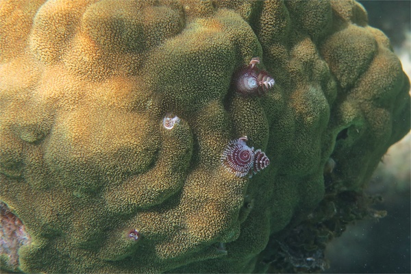 Nudibranch - Christmas tree worm