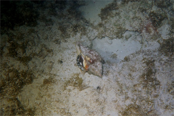 Sea Snails - West Indian Chank Sea Snails - West Indian Chank