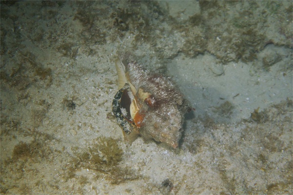 Sea Snails - West Indian Chank Sea Snails - West Indian Chank