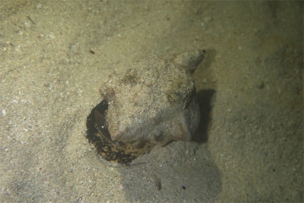 Sea Snails - West Indian Chank Sea Snails - West Indian Chank