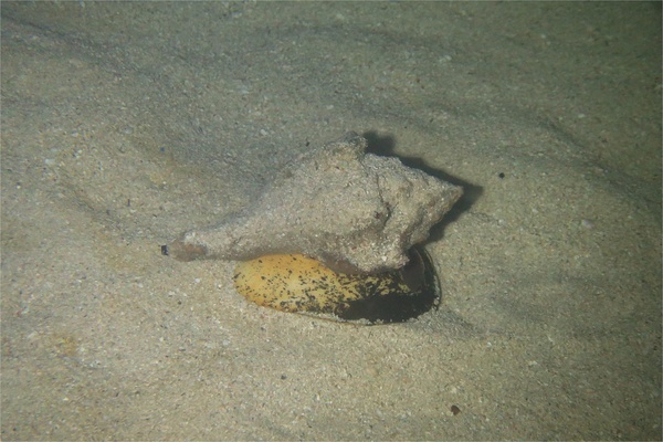 Sea Snails - West Indian Chank Sea Snails - West Indian Chank