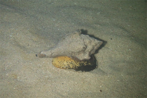 Sea Snails - West Indian Chank